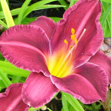 Hemerocallis Olive Bailey Langdon - Emerocallide