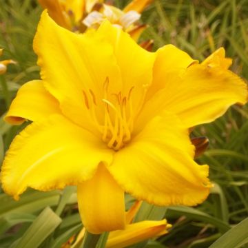 Hemerocallis Buttercup - Emerocallide
