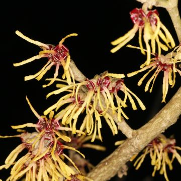 Hamamelis (x) intermedia Cyrille - Amamelide
