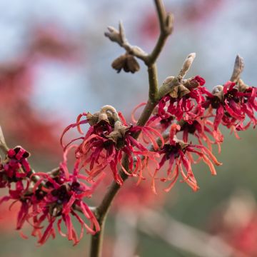 Hamamelis intermedia Ruby Glow - Amamelide Hamamelis intermedia Ruby Glow - Amamelide