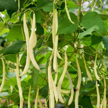 Bavicchi Semi Di Fagiolo Rampicante Marconi – 500g, Grano Bianco, Per Semina E Consumo