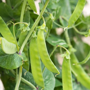 Fagiolo rampicante Algarve