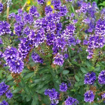 Veronica Autumn Glory - Hebe