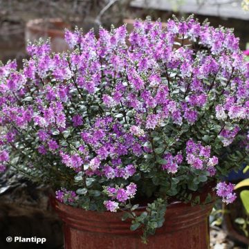 Veronica Graden Beauty 'Purple - Hebe