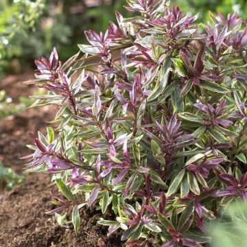 Veronica Purple Shamrock - Hebe