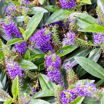 Veronica Blue Gem - Hebe Veronica Blue Gem - Hebe