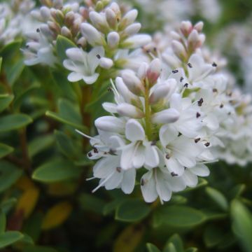 Hebe vernicosa - Veronica