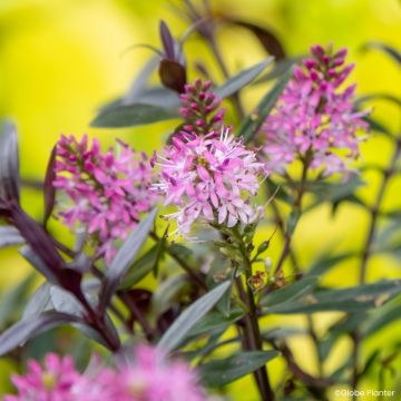 Hebe Magicolors Black Magic - Veronica