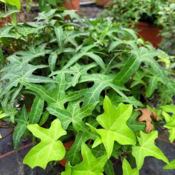 Hedera helix Courage - Edera