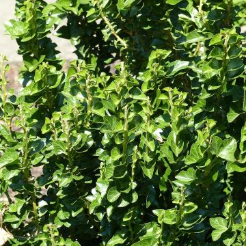 Hedera helix Erecta - Edera