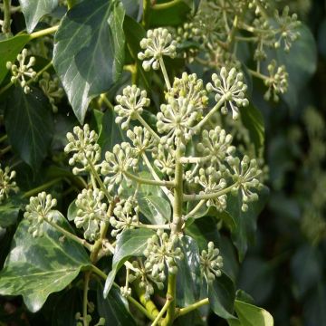 Hedera hibernica - Edera irlandese