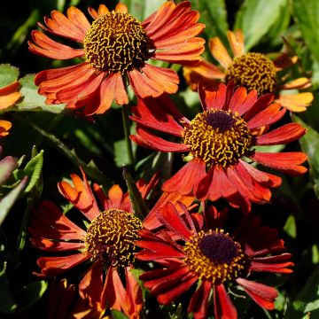 Helenium autumnale Siesta