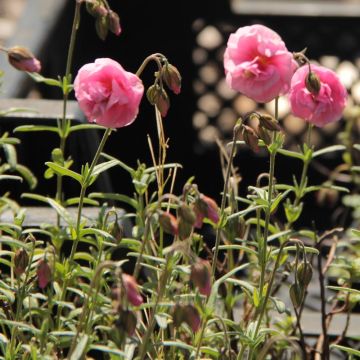 Helianthemum Annabel - Eliantemo