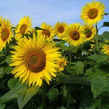 Girasole Valentine Girasole Valentine