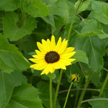 Girasole Stella