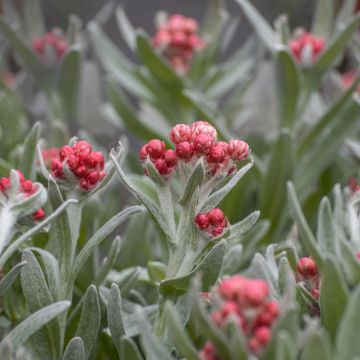 Helichrysum Red Jewel - Elicriso