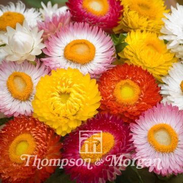 Helichrysum bracteatum Bright Bikini Mixed - Elicriso lucido