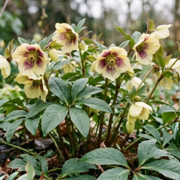 Helleborus ViV Serafina - Elleboro