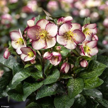 Helleborus HGC Ice N' Roses Marbled Macy Marble - Elleboro