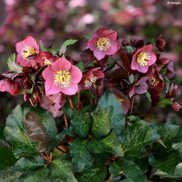 Helleborus HGC Ice N' Roses Marbled Megan Marble - Elleboro