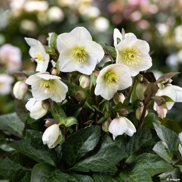 Helleborus HGC Ice N' Roses Marbled Mia Marble - Elleboro