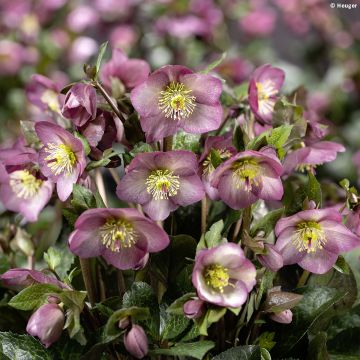 Helleborus HGC Ice N' Roses Marbled Mindy Marble - Elleboro