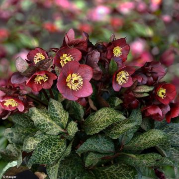Helleborus HGC Ice N' Roses Marbled Mona Marble - Elleboro
