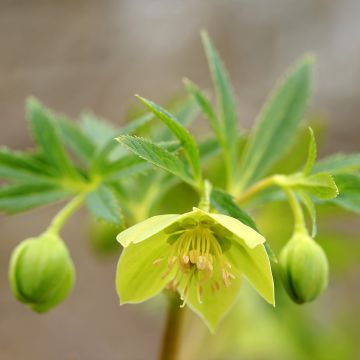 Helleborus cyclophyllus subsp. hercegovinus - Elleboro