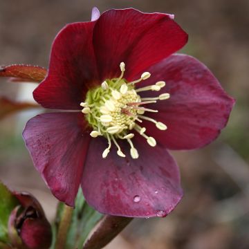 Helleborus Metallic Blue - Elleboro