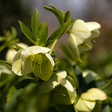Helleborus Yellow Lady - Elleboro