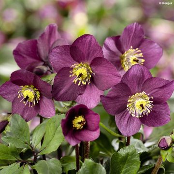 Helleborus lemperii HGC Winter Ballet Karli - Elleboro