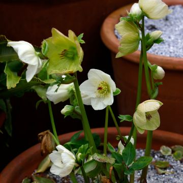 Helleborus lemperii HGC Linda - Elleboro