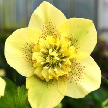 Helleborus Anemone Yellow Guttatus - Elleboro