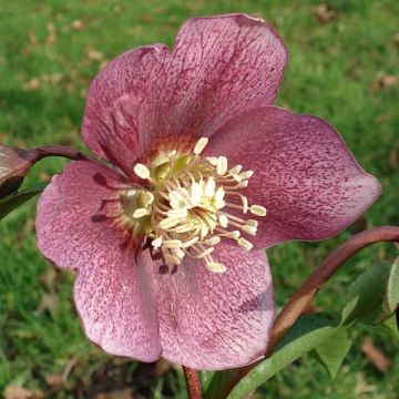 Helleborus Helleborus Orientalis - Elleboro