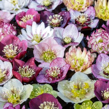 Helleborus Mix - Elleboro