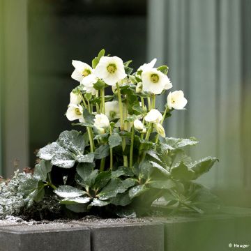 Helleborus lemperii HGC Lisann - Elleboro