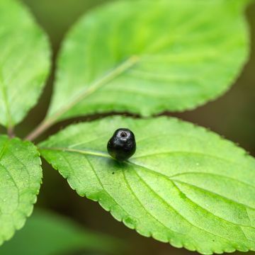Helwingia japonica (Feminna) Helwingia japonica (Feminna)