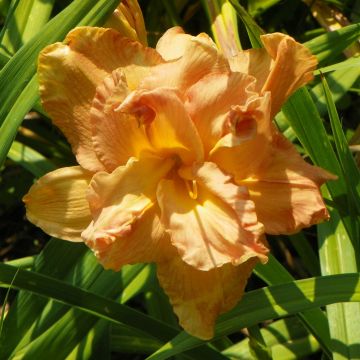 Hemerocallis Angelic Grin - Emerocallide