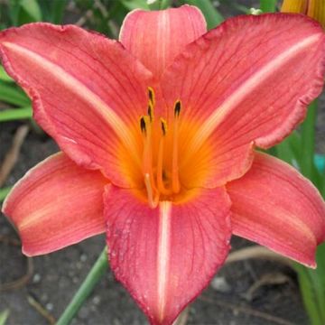 Hemerocallis Art Festival - Emerocallide