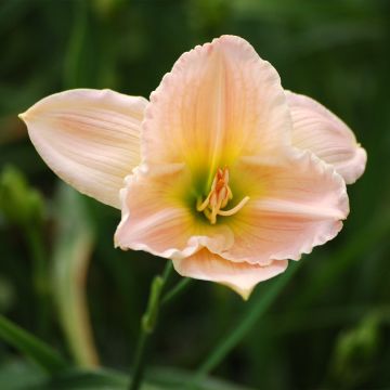 Hemerocallis Ava Michelle - Emerocallide
