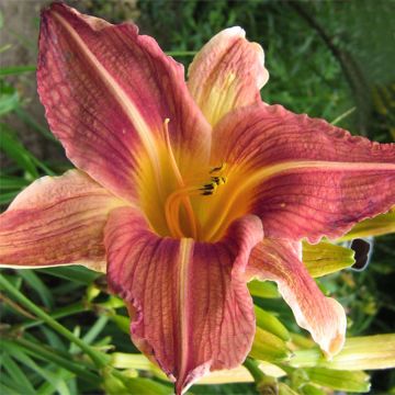 Hemerocallis Bold Ruler - Emerocallide Hemerocallis Bold Ruler - Emerocallide