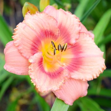 Hemerocallis Broadway Dreamer - Emerocallide