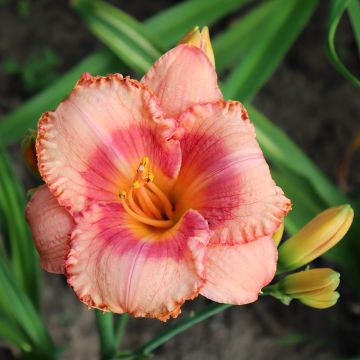 Hemerocallis Candide - Emerocallide