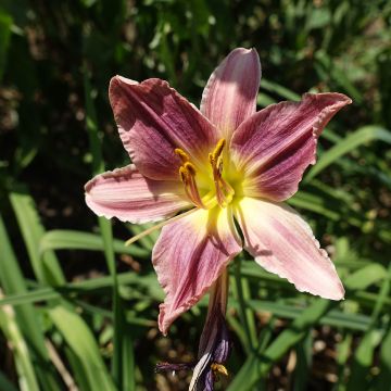 Hemerocallis Carmen Marie - Emerocallide