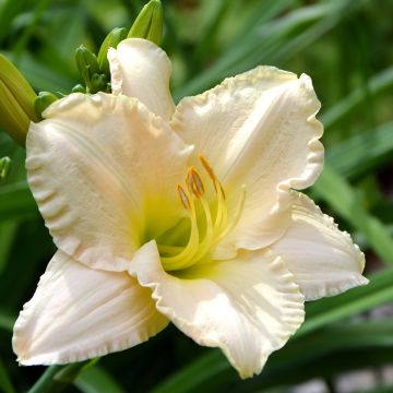 Hemerocallis Chateau Blanc - Emerocallide Hemerocallis Chateau Blanc - Emerocallide