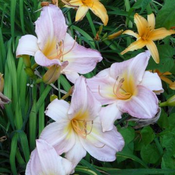 Hemerocallis Cloverdale - Emerocallide