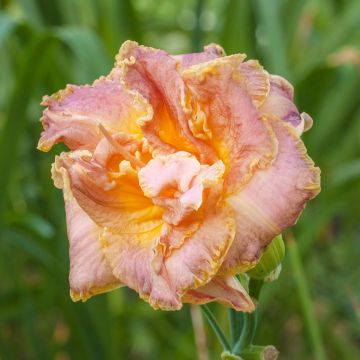 Hemerocallis Double Pink Peony - Emerocallide
