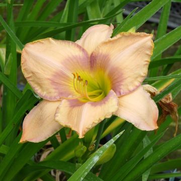 Hemerocallis Elegantissima - Emerocallide Hemerocallis Elegantissima - Emerocallide