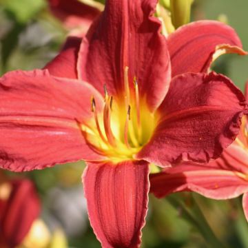 Hemerocallis Fabulous Favorite - Emerocallide Hemerocallis Fabulous Favorite - Emerocallide