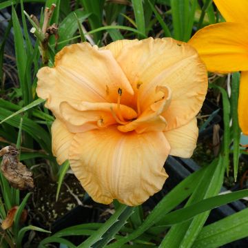 Hemerocallis Flower Pavilion - Emerocallide Hemerocallis Flower Pavilion - Emerocallide